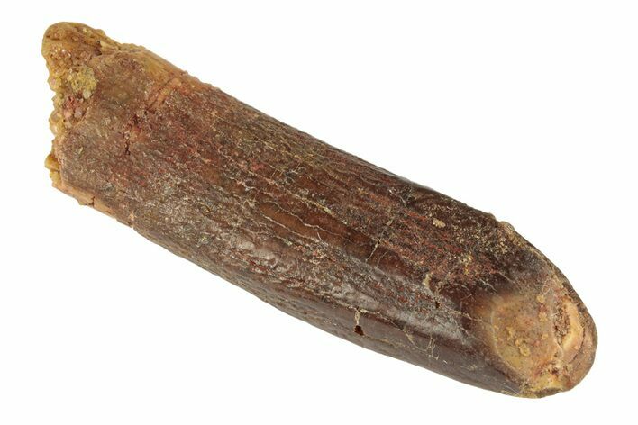 Fossil Sauropod Dinosaur (Titanosaur) Tooth - Morocco #248888